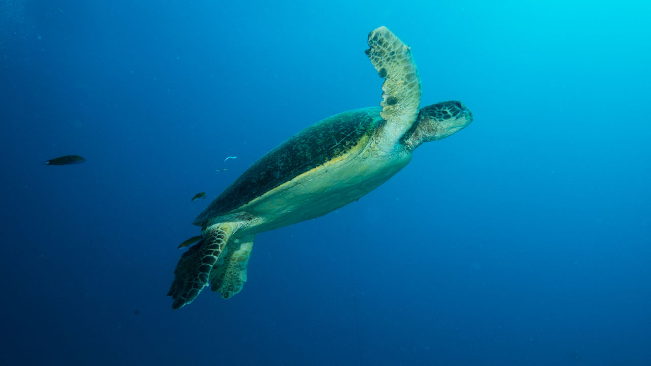 Green Turtle