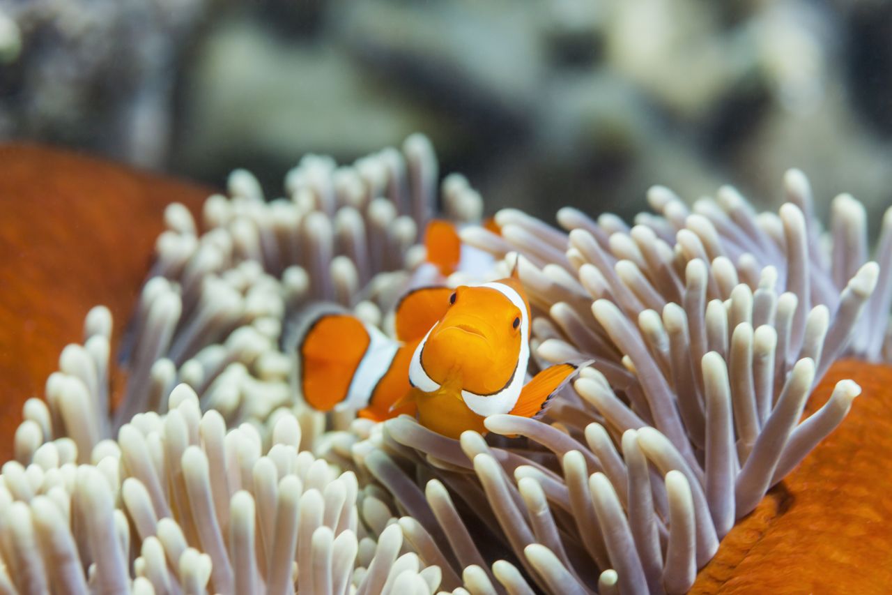 Clownfish on the Great Barrier Reef