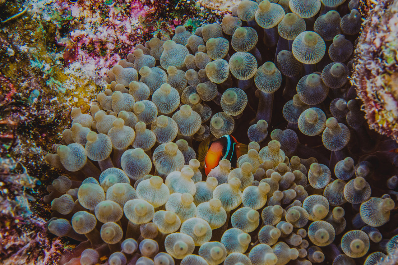 Clownfish form symbiotic relationships