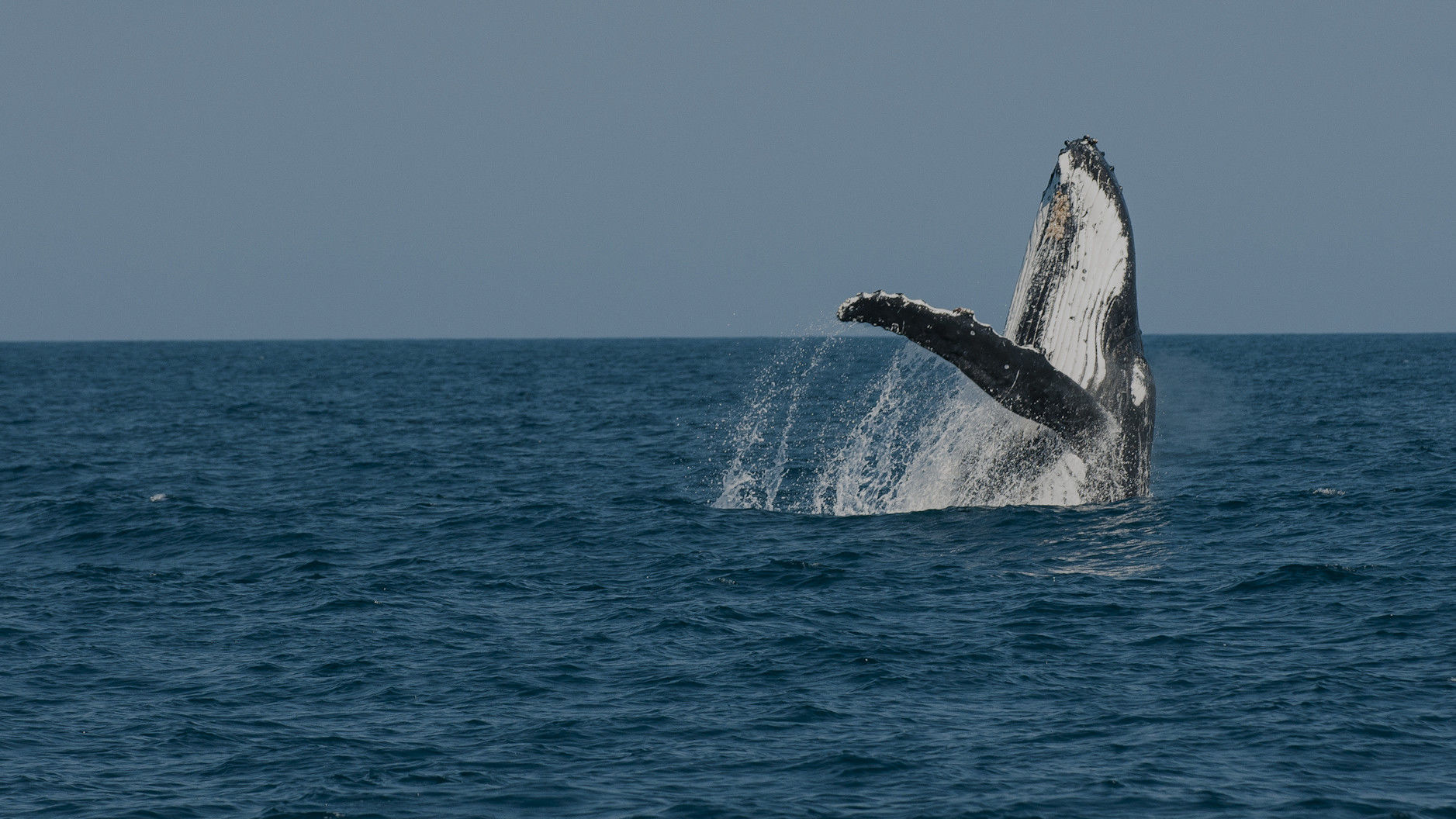 Humpback Whale