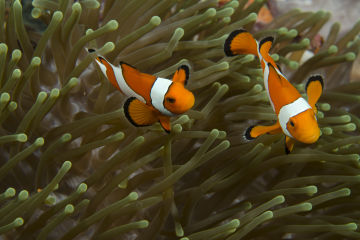 Clownfish