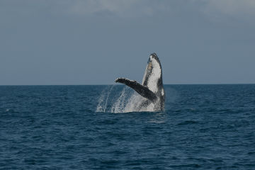 Humpback Whale