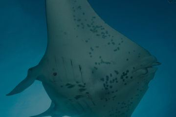 Manta Ray