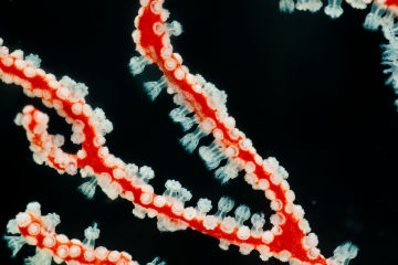 Scientists decode DNA of coral and all its microscopic supporters