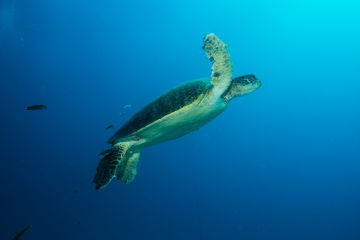 Green Turtle