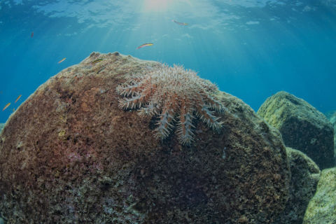 Crown of Thorns Starfish control