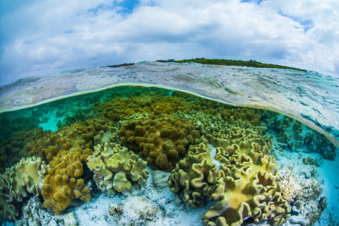 Reef Restoration and Adaptation Science
