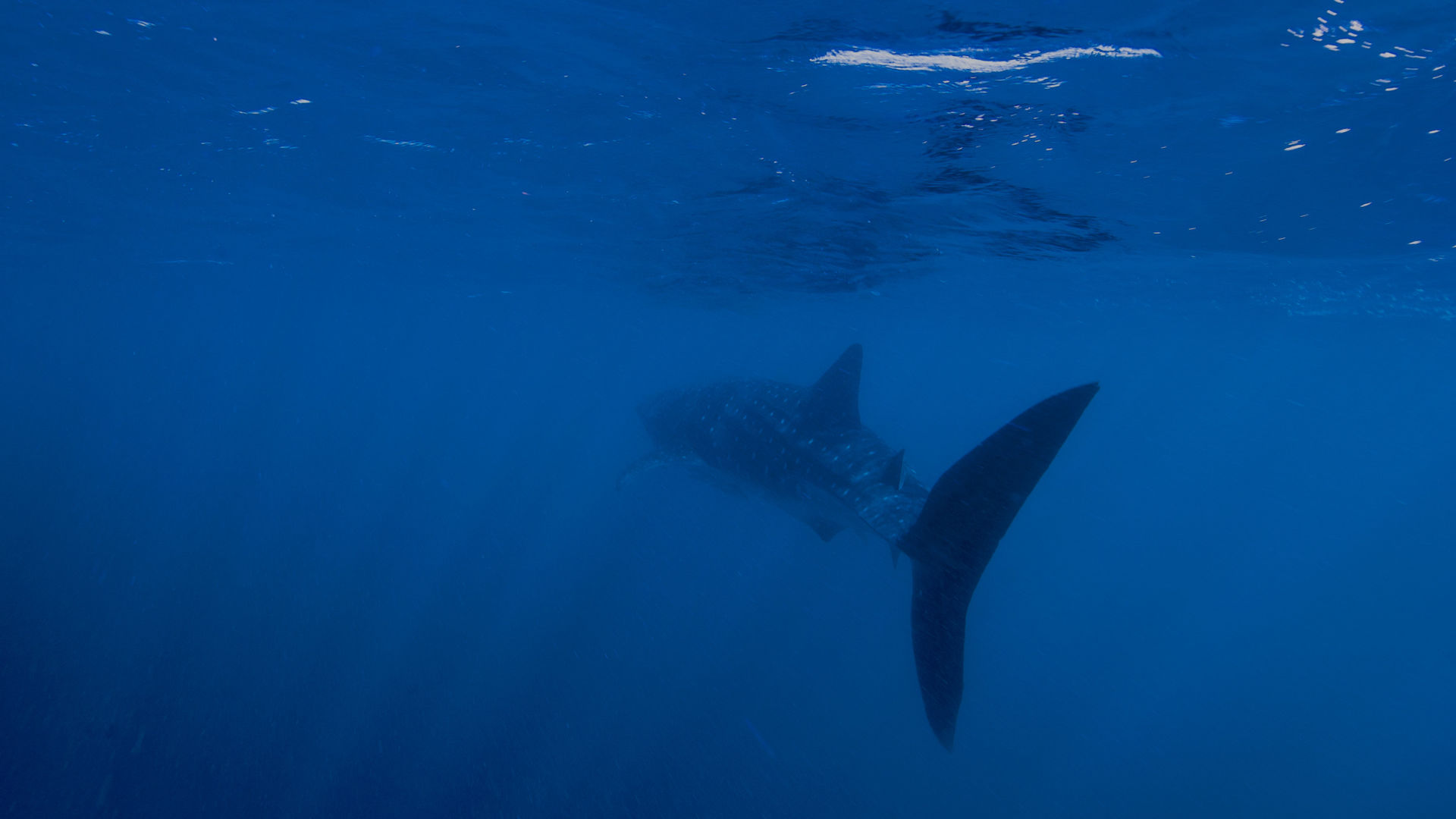 Saving the Reef