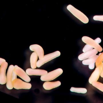 Coral larvae