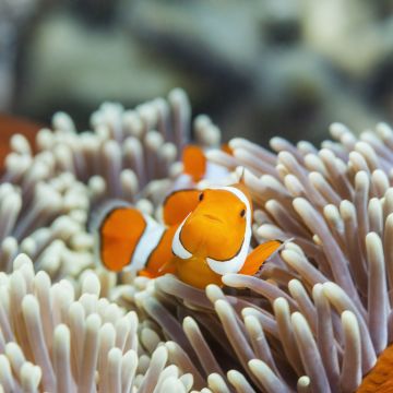 Clownfish