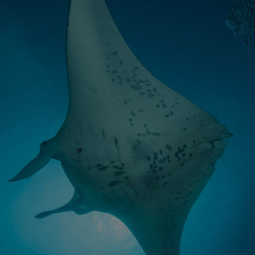 Manta Ray