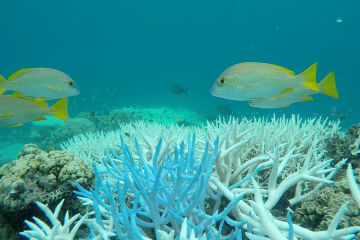 Coral Bleaching