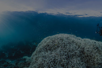 Coral bleaching at Lizard Island