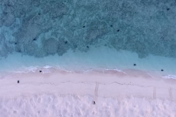 Aerial mapping of turtles at Raine Island