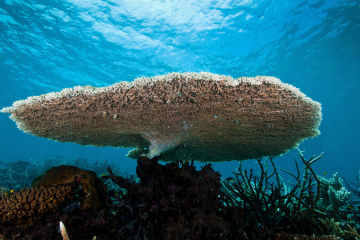 Reef health update 15 March 2019