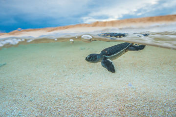 Reef Trust Partnership