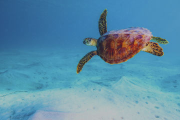 Green Turtle