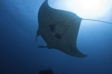 Manta Ray