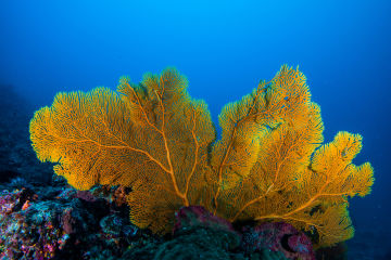 Sea fan coral