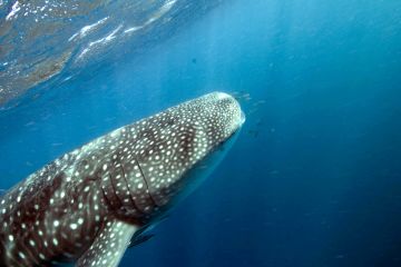 Whale shark 