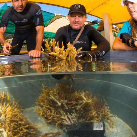 Parent colonies are placed in tanks