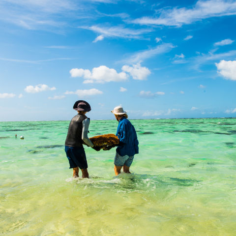 Parent corals are returned back to the Reef