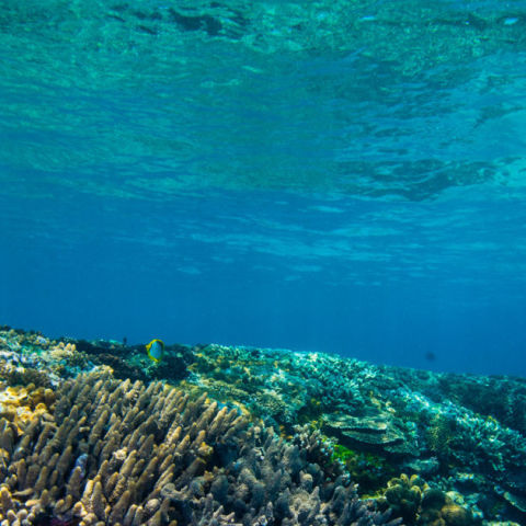 Great Barrier Reef