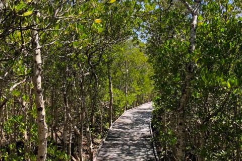 Cairns and Far North Queensland MangroveWatch 