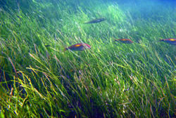 Community Caring for Sea Country: Seagrass