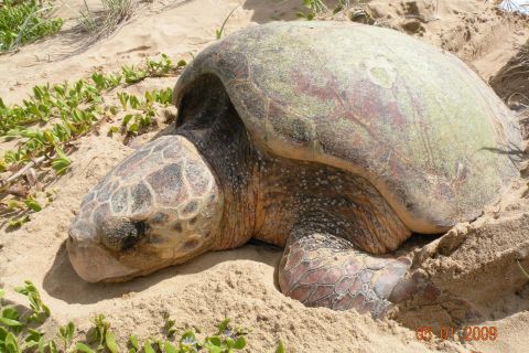 Wreck Rock Turtle Monitoring Project 