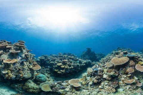 Combining Citizen Science and innovative technologies to enhance reef management 